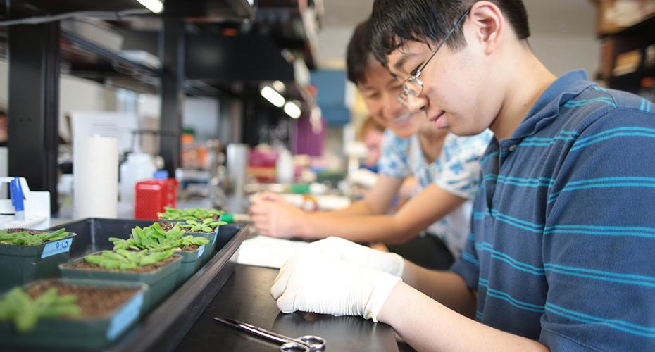 Research and the arabidopsis plant.